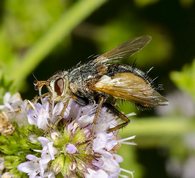 Parasitic fly Tachina fera